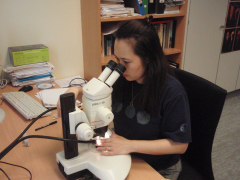 Image 4: Dr Hisayo Okahashi examining a sample with the microscope.